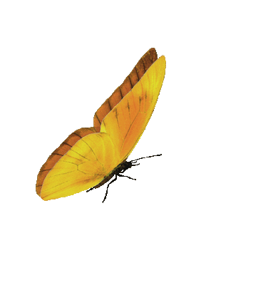 buterfly-gif